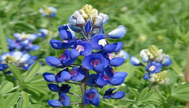 Photo 3 of Bluebonnet Elite Assisted Living