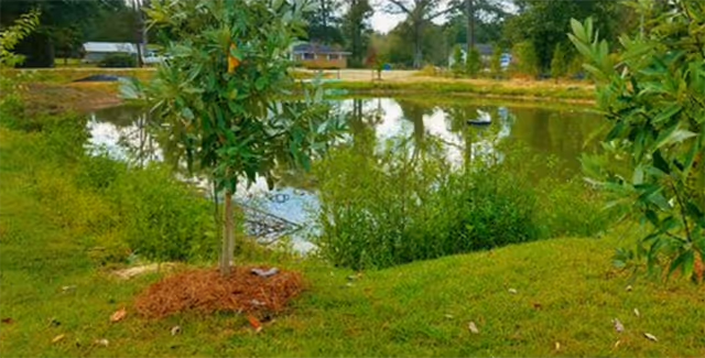 Photo of Amera Senior Living at Denham Springs