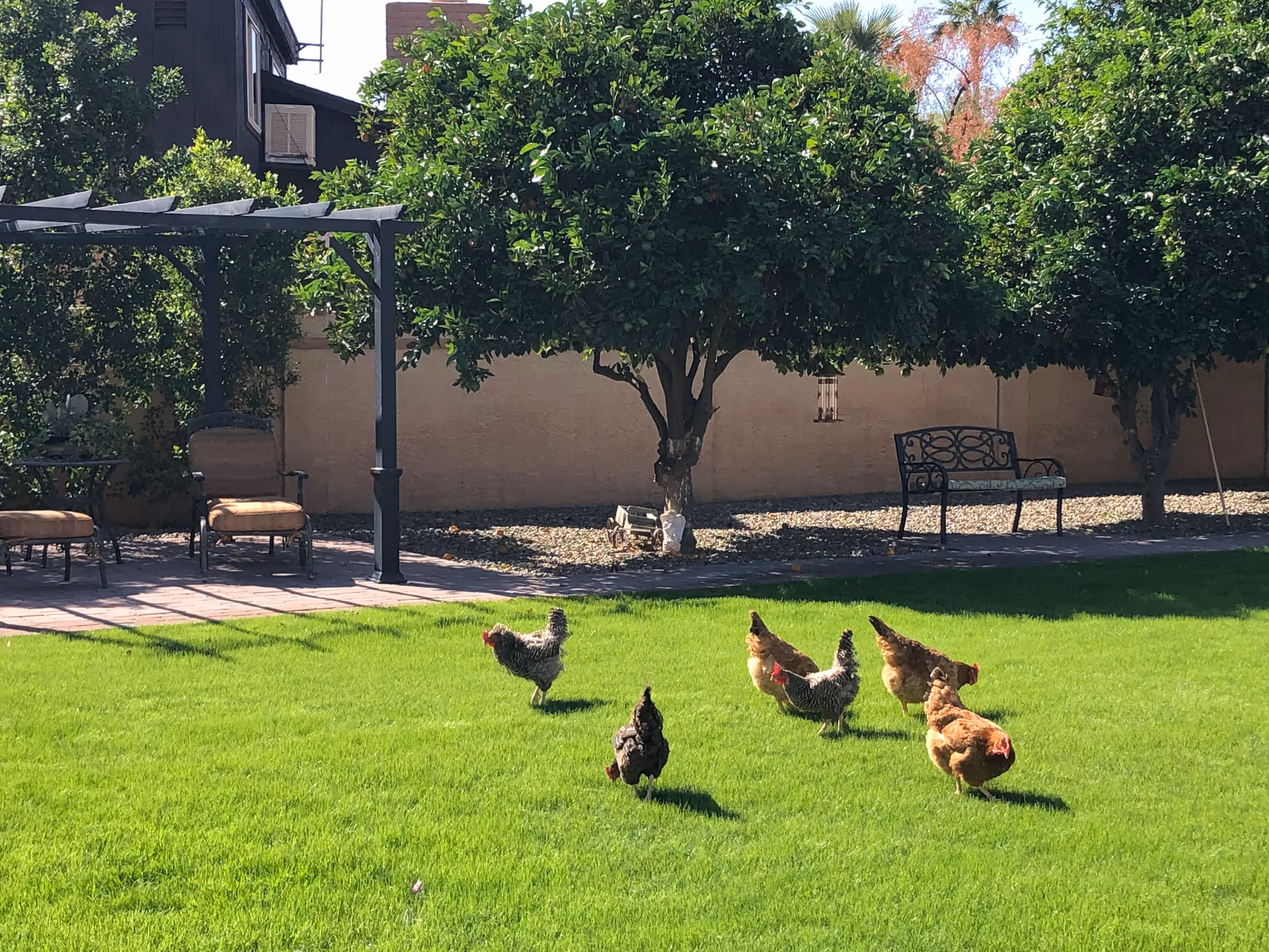 Photo of White Dove Assisted Living At Arrowhead