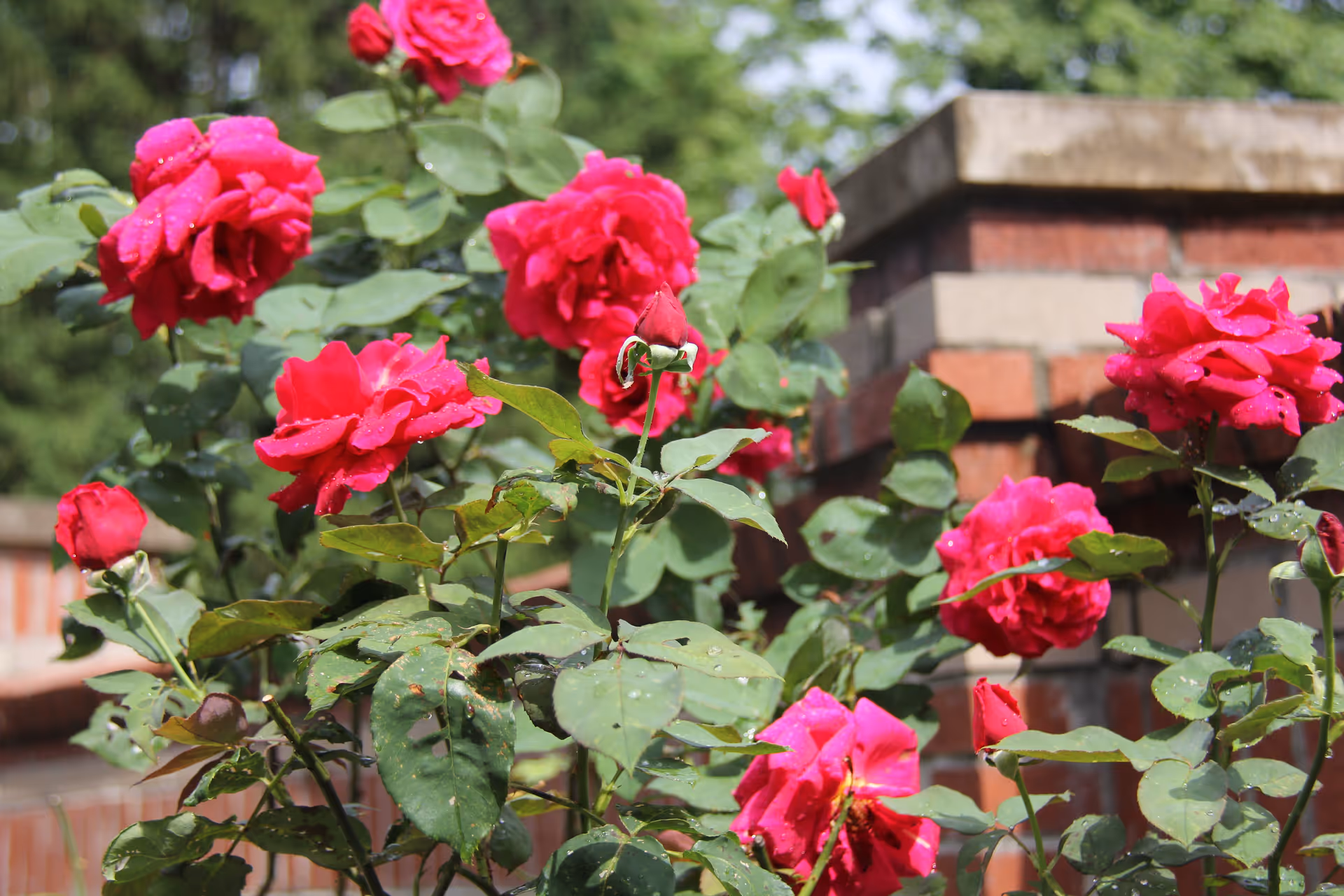 Photo 26 of Rose garden residence