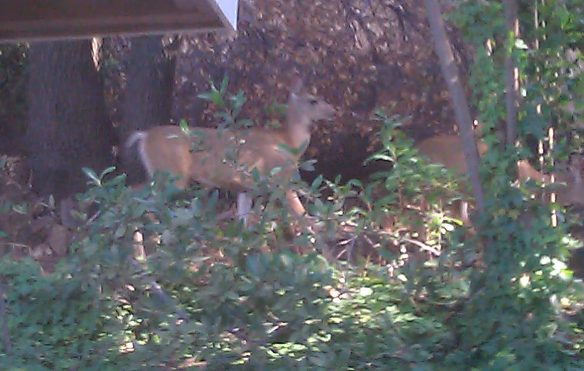 Photo 7 of Sonora Hills Manor
