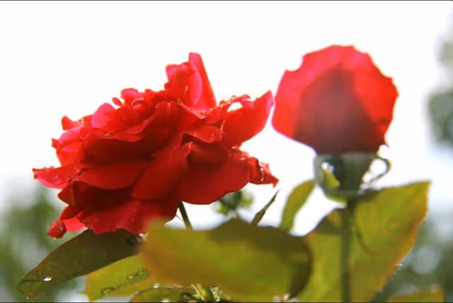 Photo 11 of Rose garden residence