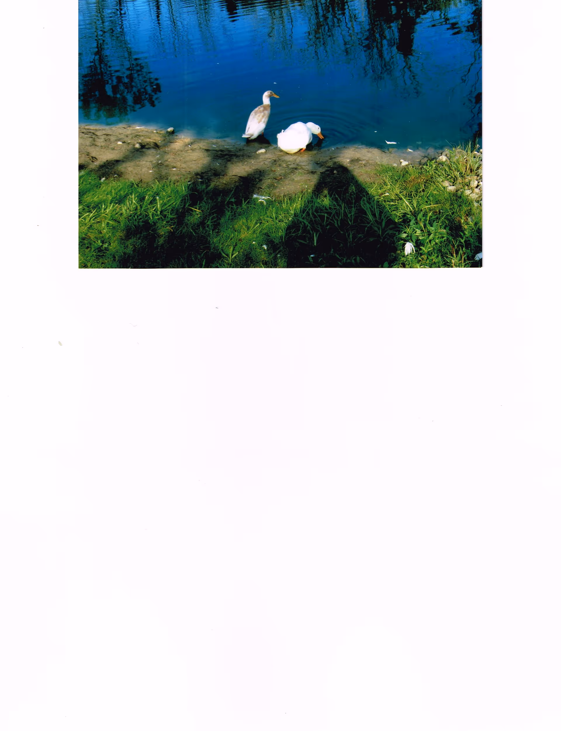 Photo 2 of Fostered Hearts