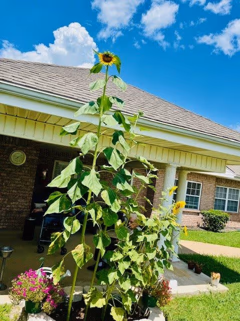 Photo 6 of Bluebonnet Court
