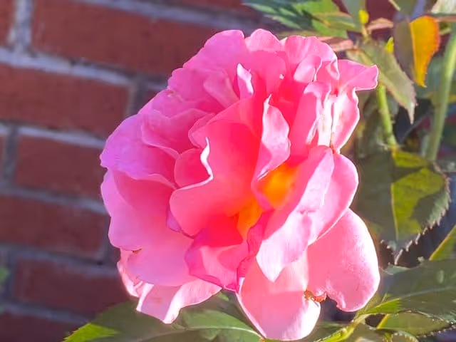 Photo 16 of Rose garden residence