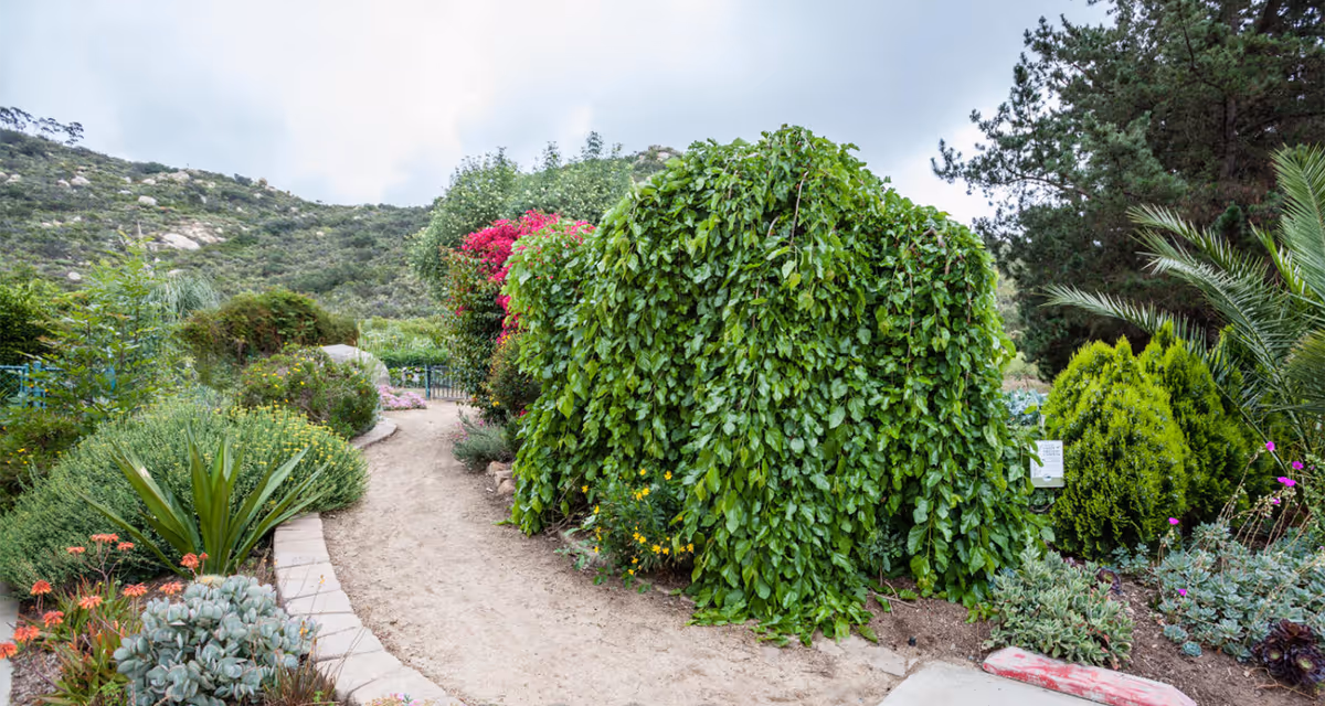 Photo 6 of Poway Gardens Senior Living - Mountain Vistas
