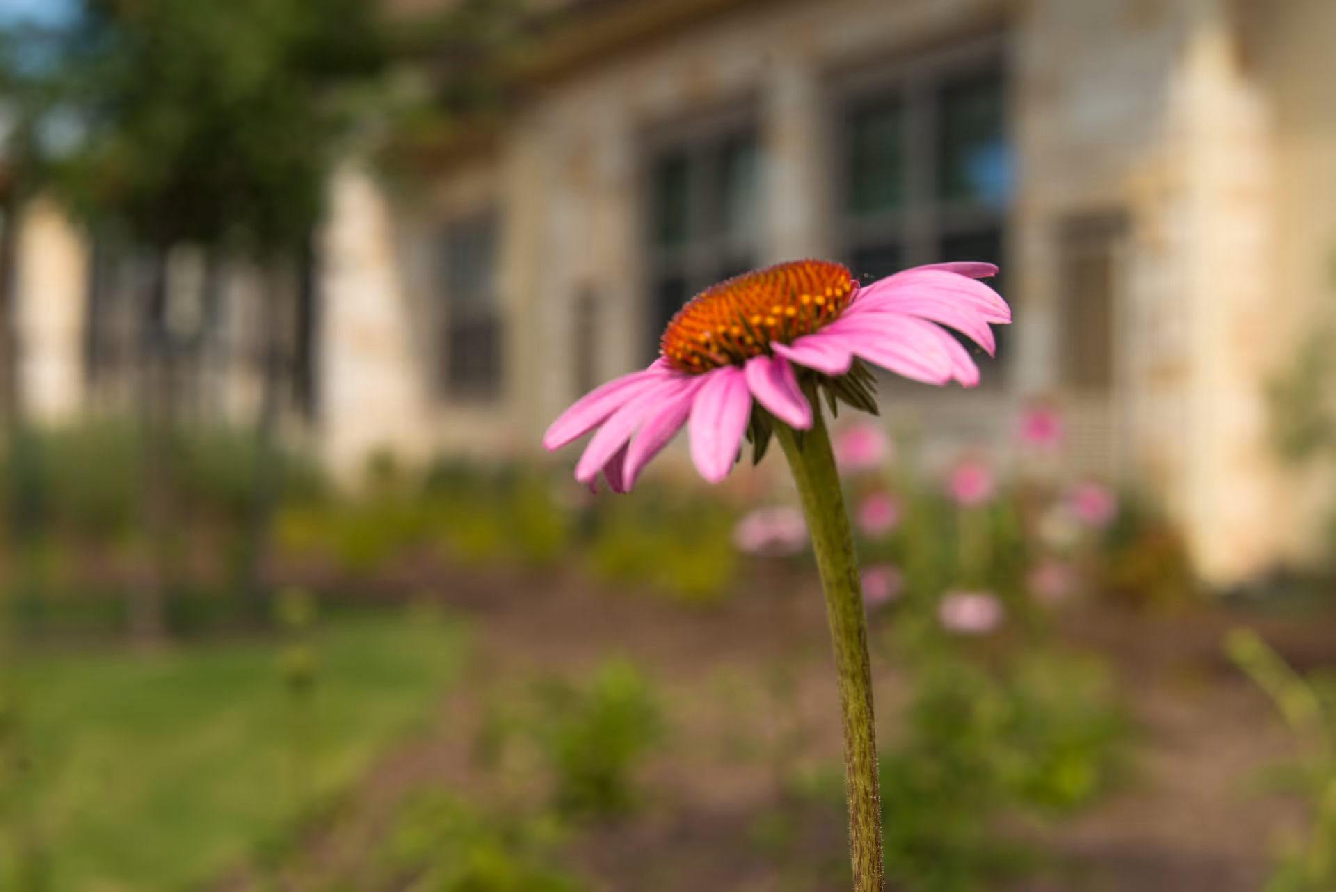 Photo 5 of The Monarch at Round Rock