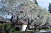 Photo 5 of Leisure Village - Camarillo
