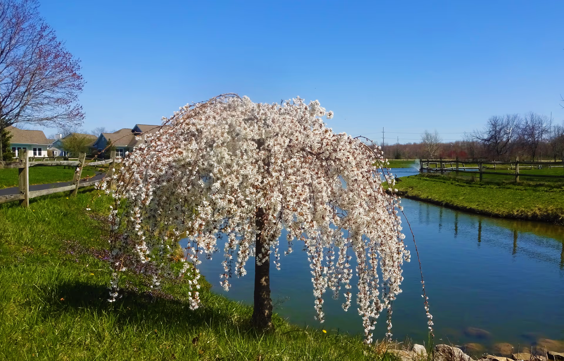 Photo 6 of Wesleyan Meadows